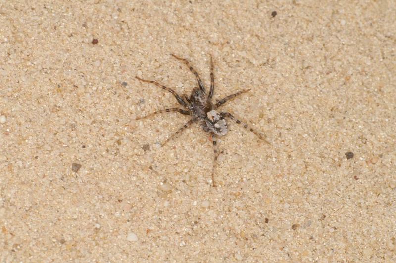 Arctosa_perita_D2957_Z_85_NP De Hoge Veluwe_Nederland.jpg